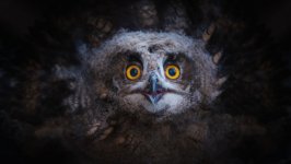 Desktop wallpaper. Animals. ID:94115