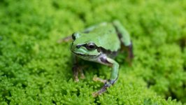 Desktop wallpaper. Animals. ID:94136