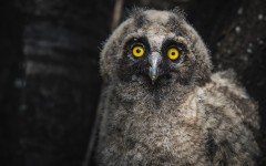 Desktop wallpaper. Animals. ID:65513