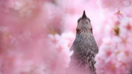 Desktop wallpaper. Animals. ID:94015