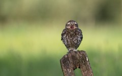 Desktop wallpaper. Animals. ID:65552