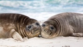 Desktop wallpaper. Animals. ID:94018