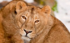 Desktop wallpaper. Animals. ID:93953
