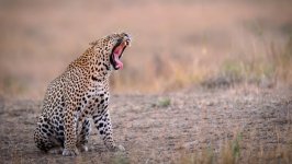Desktop wallpaper. Animals. ID:93902