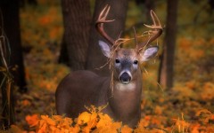 Desktop wallpaper. Animals. ID:79378