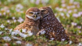 Desktop wallpaper. Animals. ID:93814