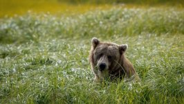 Desktop wallpaper. Animals. ID:93741