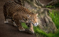 Desktop wallpaper. Animals. ID:93705