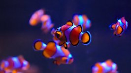 Desktop wallpaper. Animals. ID:93663