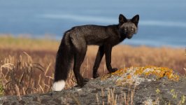 Desktop wallpaper. Animals. ID:135878