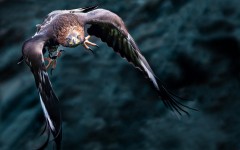 Desktop wallpaper. Animals. ID:81035