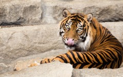 Desktop wallpaper. Animals. ID:81574