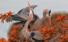 Desktop wallpaper. Animals. ID:82302