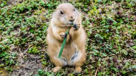 Desktop wallpaper. Animals. ID:93597