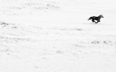 Desktop wallpaper. Animals. ID:83225