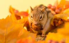 Desktop wallpaper. Animals. ID:83277