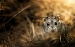 Desktop wallpaper. Animals. ID:83370