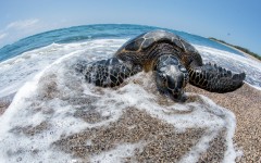 Desktop wallpaper. Animals. ID:83456