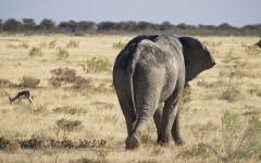 Desktop wallpaper. Animals. ID:83545