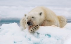 Desktop wallpaper. Animals. ID:83612