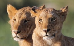 Desktop wallpaper. Animals. ID:83623