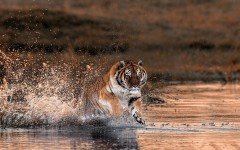 Desktop wallpaper. Animals. ID:83672