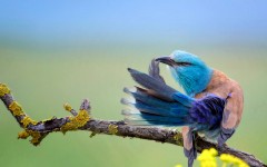Desktop wallpaper. Animals. ID:83673