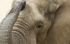 Desktop wallpaper. Animals. ID:83688