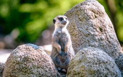 Desktop wallpaper. Animals. ID:83740