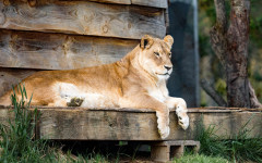 Desktop wallpaper. Animals. ID:83771
