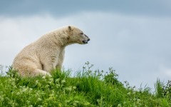 Desktop wallpaper. Animals. ID:83774