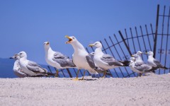 Desktop wallpaper. Animals. ID:83824