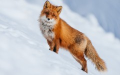 Desktop wallpaper. Animals. ID:83826