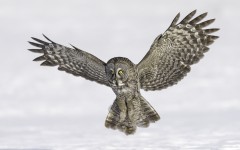 Desktop wallpaper. Animals. ID:83832