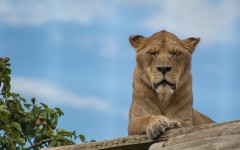 Desktop wallpaper. Animals. ID:83833
