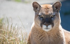 Desktop wallpaper. Animals. ID:83851