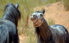 Desktop wallpaper. Animals. ID:83904