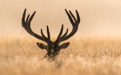 Desktop wallpaper. Animals. ID:83907