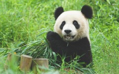 Desktop wallpaper. Animals. ID:84035