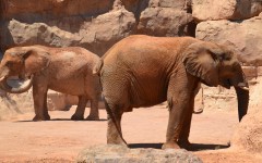 Desktop wallpaper. Animals. ID:84037