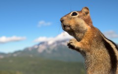 Desktop wallpaper. Animals. ID:84039