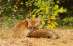 Desktop wallpaper. Animals. ID:84049