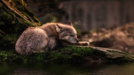 Desktop wallpaper. Animals. ID:93565