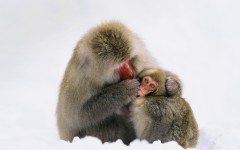 Desktop wallpaper. Animals. ID:84353