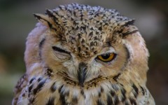 Desktop wallpaper. Animals. ID:84438