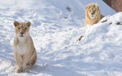 Desktop wallpaper. Animals. ID:84480