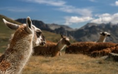 Desktop wallpaper. Animals. ID:84488