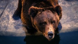 Desktop wallpaper. Animals. ID:93566
