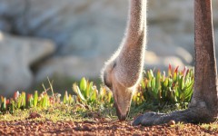 Desktop wallpaper. Animals. ID:84672