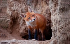 Desktop wallpaper. Animals. ID:84748